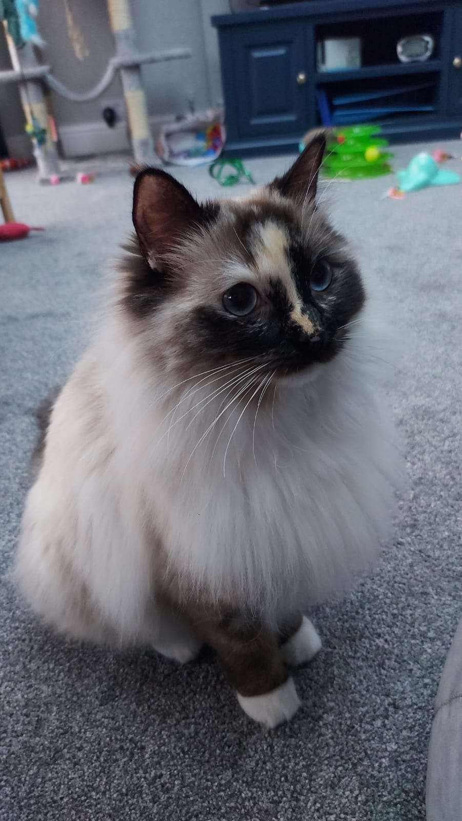 Avatar